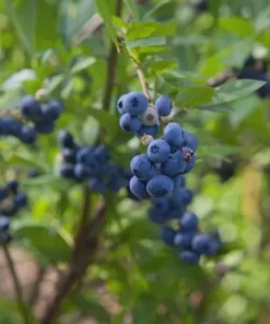 3 Springhigh Blueberry Starter Plugs - Vaccinium corymbosum Live Plants - Image 3