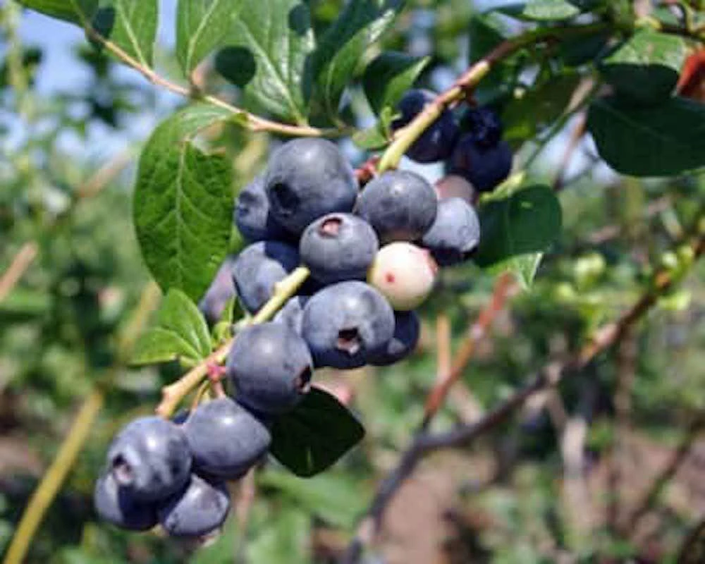 3 Springhigh Blueberry Starter Plugs - Vaccinium corymbosum Live Plants - Image 5