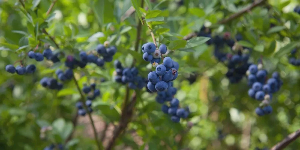3 Springhigh Blueberry Starter Plugs - Vaccinium corymbosum Live Plants - Image 6