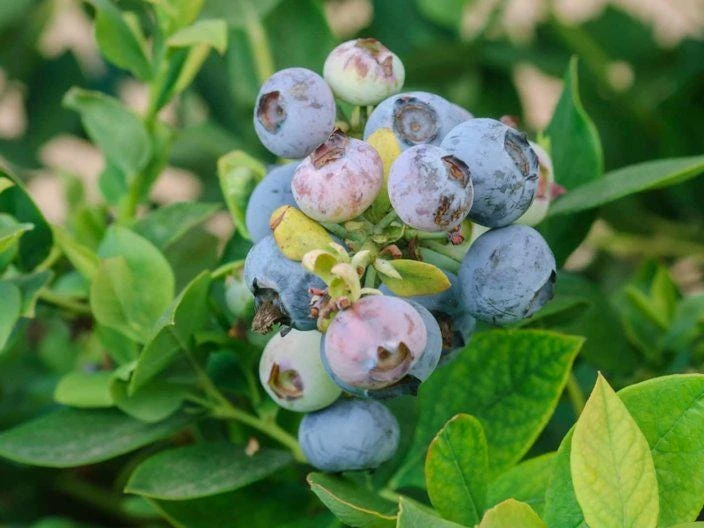 3 Springhigh Blueberry Starter Plugs - Vaccinium corymbosum Live Plants - Image 7