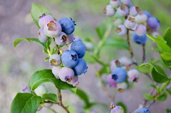 3 Springhigh Blueberry Starter Plugs - Vaccinium corymbosum Live Plants - Image 8