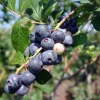3 Springhigh Blueberry Starter Plugs - Vaccinium corymbosum Live Plants - Image 1