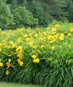 3 Stella De Oro Daylily Bare Root Plants - Golden Yellow Perennial, Cold Hardy - Image 4