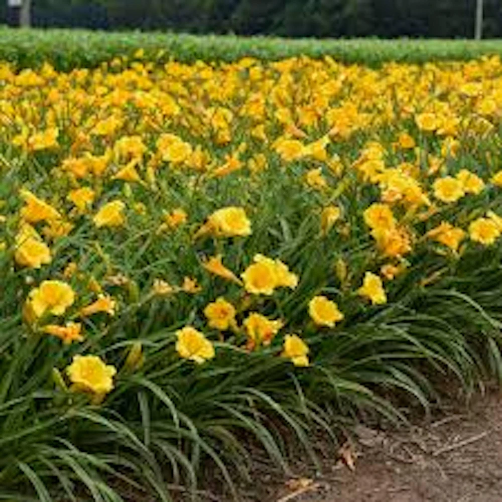 3 Stella De Oro Daylily Bare Root Plants - Golden Yellow Perennial, Cold Hardy - Image 1