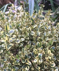 3 Sunburst Boxwood Hedge Faux Greenery - Artificial Plant 5-8in - Image 2