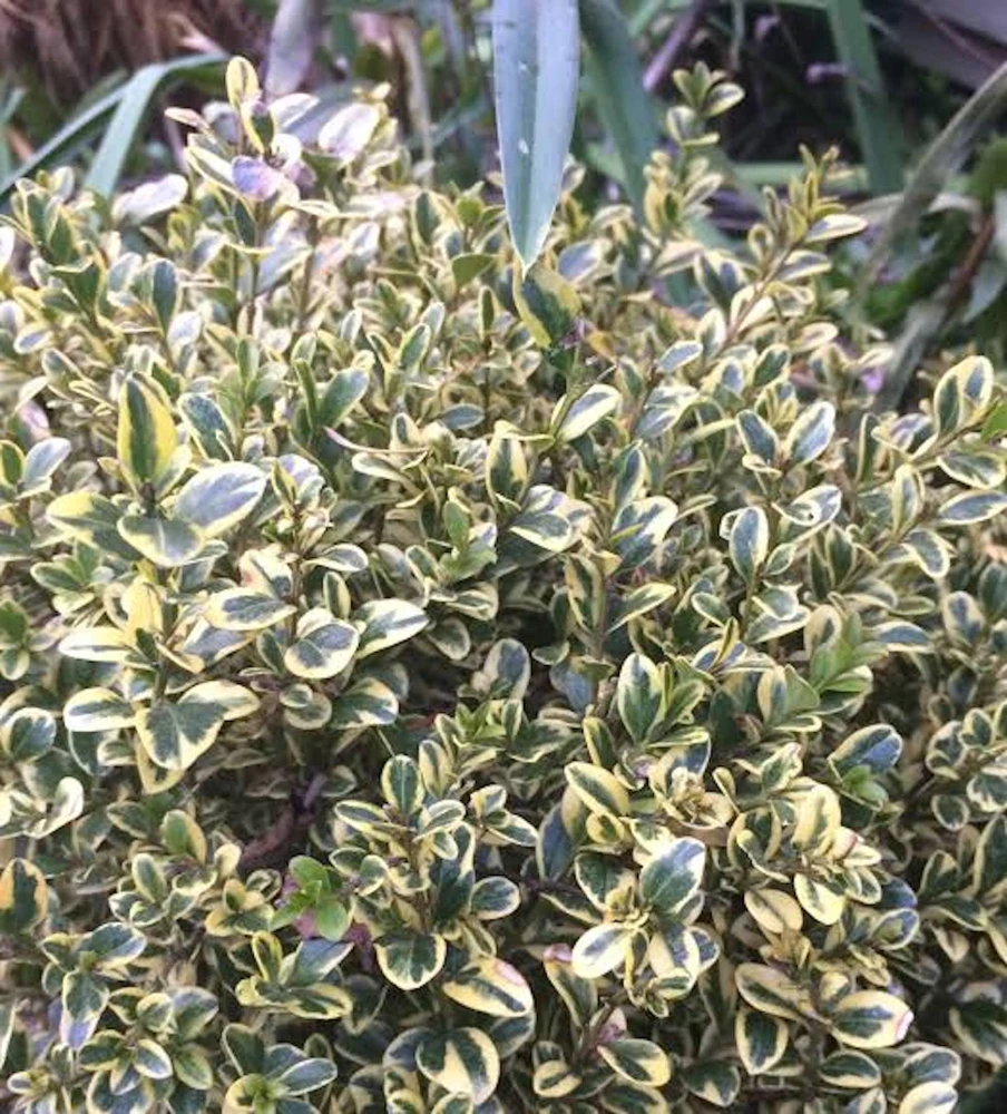 3 Sunburst Boxwood Hedge Faux Greenery - Artificial Plant 5-8in - Image 2