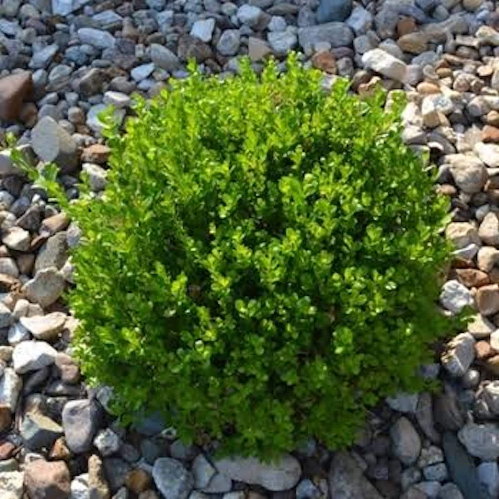 3 Sunburst Boxwood Hedge Faux Greenery - Artificial Plant 5-8in - Image 3