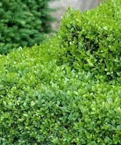 3 Sunburst Boxwood Hedge Faux Greenery - Artificial Plant 5-8in - Image 4