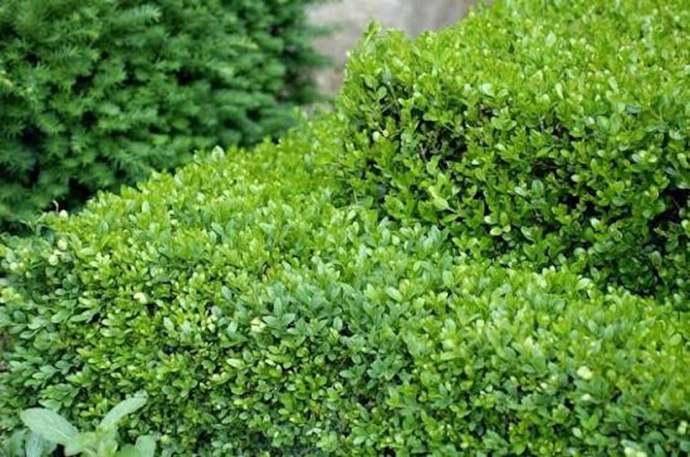 3 Sunburst Boxwood Hedge Faux Greenery - Artificial Plant 5-8in - Image 4
