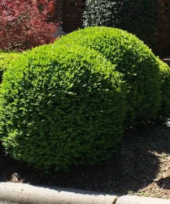3 Sunburst Boxwood Hedge Faux Greenery - Artificial Plant 5-8in - Image 5