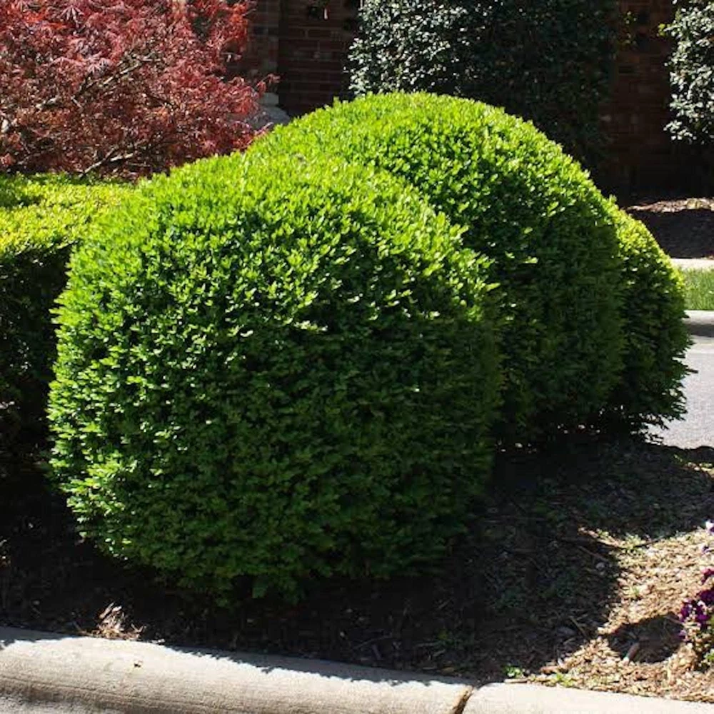 3 Sunburst Boxwood Hedge Faux Greenery - Artificial Plant 5-8in - Image 5