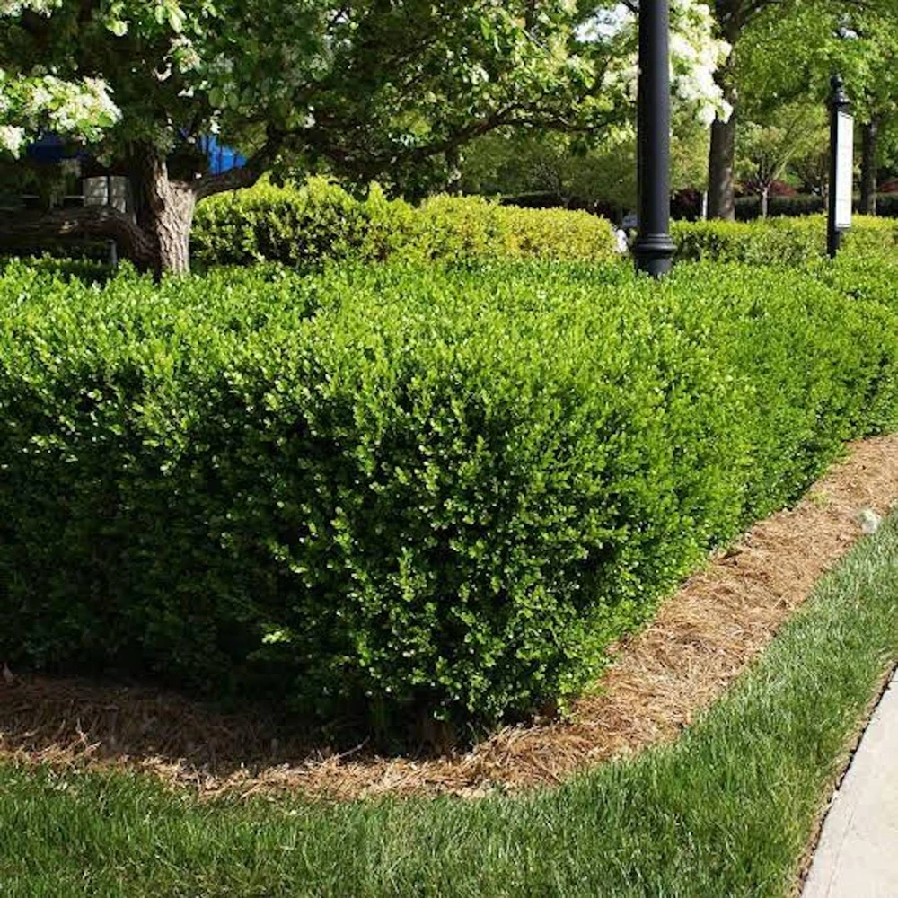 3 Sunburst Boxwood Hedge Faux Greenery - Artificial Plant 5-8in - Image 6