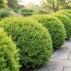 3 Sunburst Boxwood Hedge Faux Greenery - Artificial Plant 5-8in - Image 1