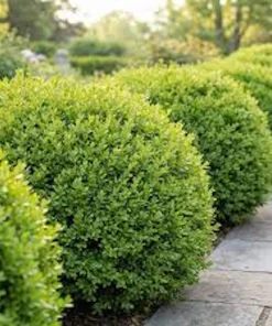3 Sunburst Boxwood Hedge Faux Greenery - Artificial Plant 5-8in - Image 1