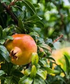 3 Sweet Pomegranate Tree Starter Plant Punica granatum 'Sweet' - Live Fruit Tree - Image 2