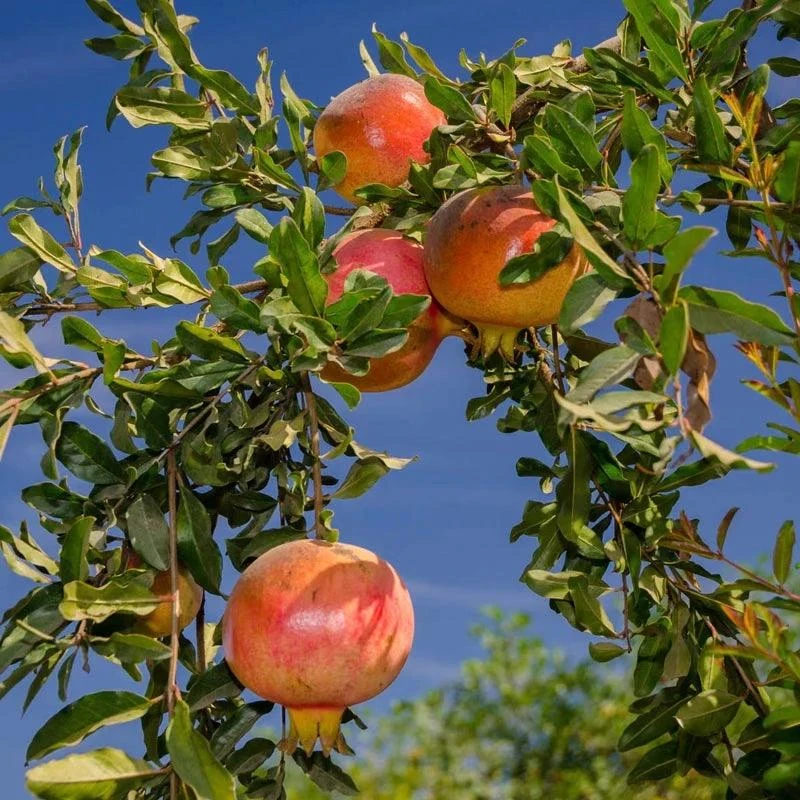 3 Sweet Pomegranate Tree Starter Plant Punica granatum 'Sweet' - Live Fruit Tree - Image 3