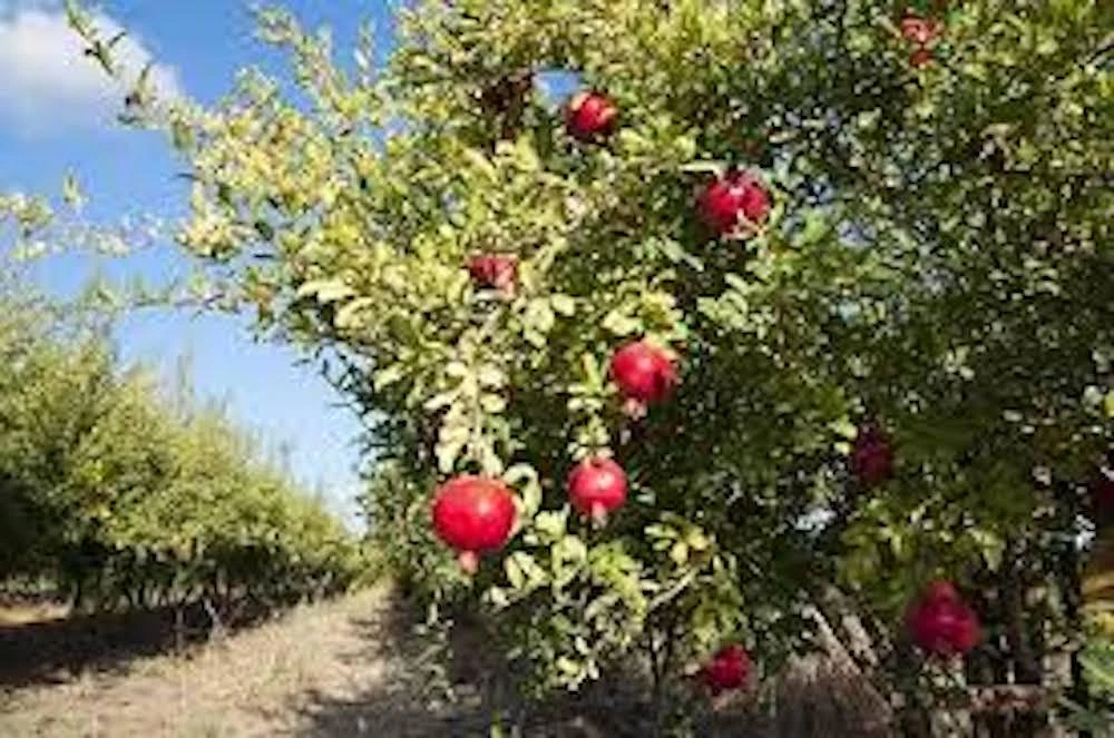 3 Sweet Pomegranate Tree Starter Plant Punica granatum 'Sweet' - Live Fruit Tree - Image 4