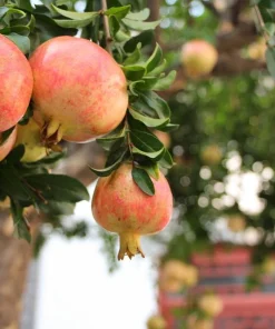 3 Sweet Pomegranate Tree Starter Plant Punica granatum 'Sweet' - Live Fruit Tree - Image 5