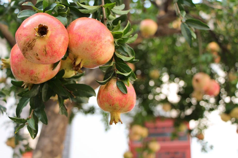 3 Sweet Pomegranate Tree Starter Plant Punica granatum 'Sweet' - Live Fruit Tree - Image 5