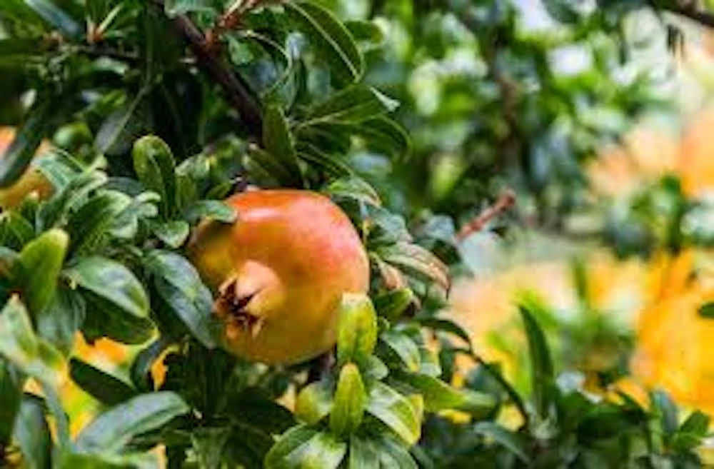 3 Sweet Pomegranate Tree Starter Plant Punica granatum 'Sweet' - Live Fruit Tree - Image 6