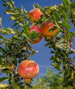 3 Sweet Pomegranate Tree Starter Plant Punica granatum 'Sweet' - Live Fruit Tree - Image 7