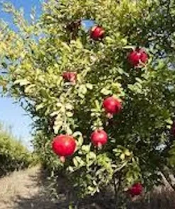 3 Sweet Pomegranate Tree Starter Plant Punica granatum 'Sweet' - Live Fruit Tree - Image 8