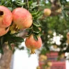 3 Sweet Pomegranate Tree Starter Plant Punica granatum 'Sweet' - Live Fruit Tree - Image 1