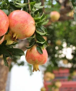 3 Sweet Pomegranate Tree Starter Plant Punica granatum 'Sweet' - Live Fruit Tree - Image 1
