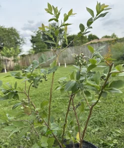 3 Sweetcrisp Blueberry Live Plants – Vaccinium corymbosum – Starter Plugs - Image 3
