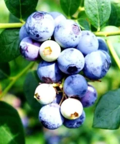 3 Sweetcrisp Blueberry Live Plants – Vaccinium corymbosum – Starter Plugs - Image 5