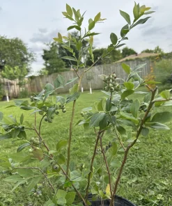 3 Sweetcrisp Blueberry Live Plants – Vaccinium corymbosum – Starter Plugs - Image 6