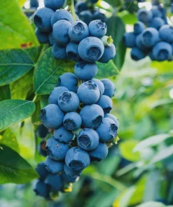 3 Sweetcrisp Blueberry Live Plants – Vaccinium corymbosum – Starter Plugs - Image 1