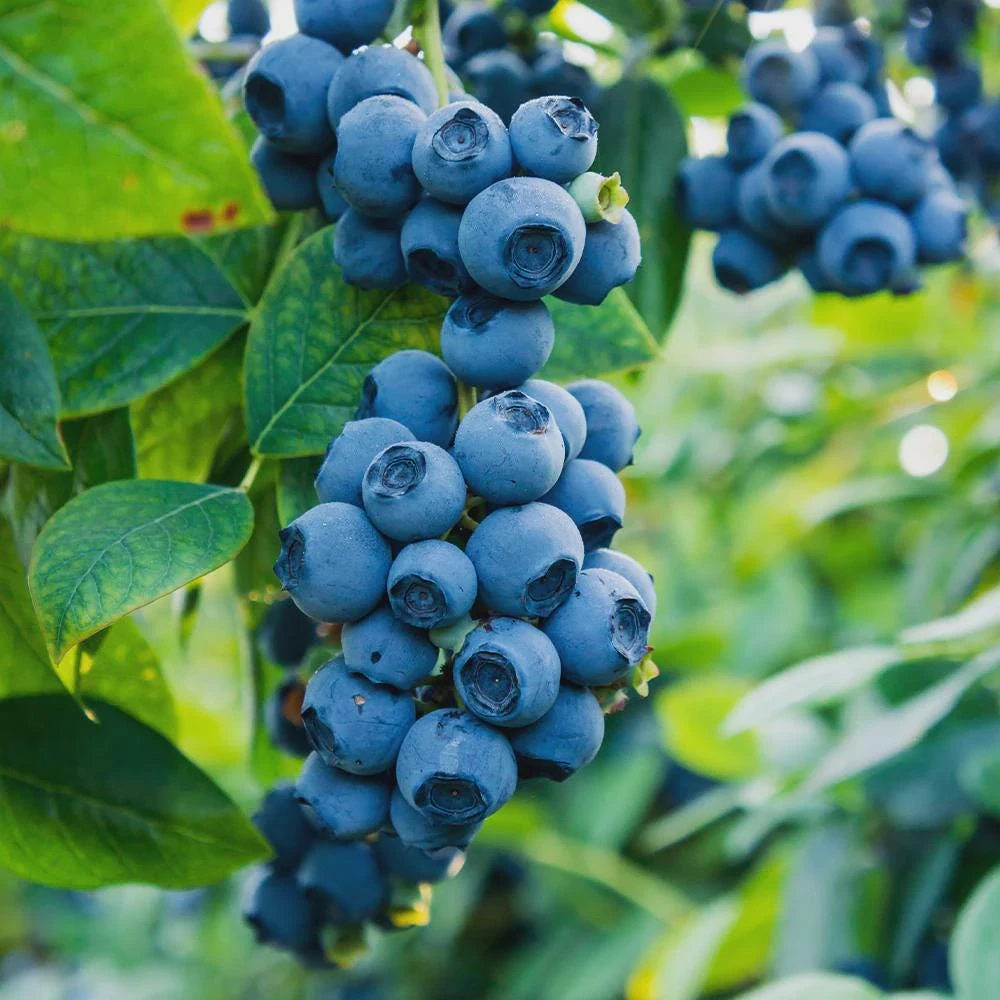 3 Sweetcrisp Blueberry Live Plants – Vaccinium corymbosum – Starter Plugs - Image 1