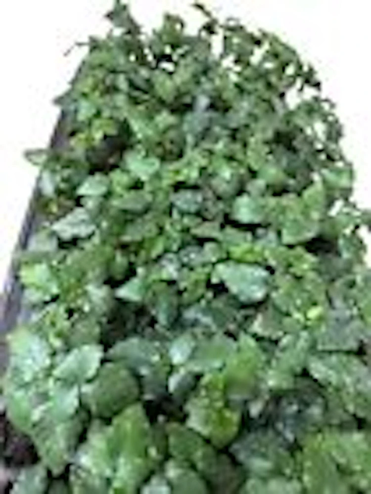3 Sweetie Pie Blackberry Bare Root Plant - Rubus Fruit Perennial Outdoor - Image 2