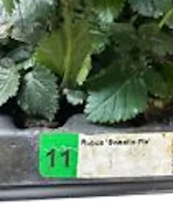 3 Sweetie Pie Blackberry Bare Root Plant - Rubus Fruit Perennial Outdoor - Image 3