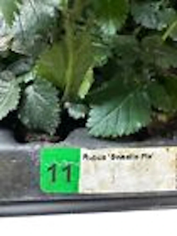 3 Sweetie Pie Blackberry Bare Root Plant - Rubus Fruit Perennial Outdoor - Image 3