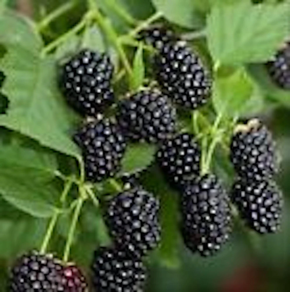 3 Sweetie Pie Blackberry Bare Root Plant - Rubus Fruit Perennial Outdoor - Image 4