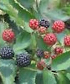 3 Sweetie Pie Blackberry Bare Root Plant - Rubus Fruit Perennial Outdoor - Image 5