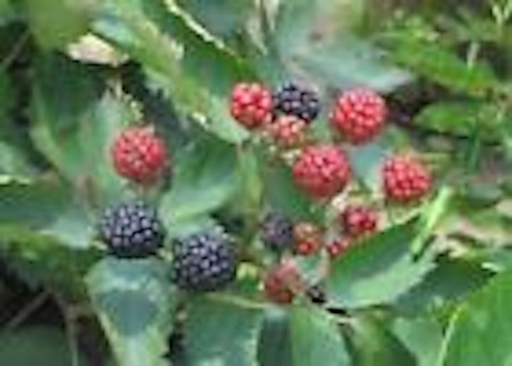 3 Sweetie Pie Blackberry Bare Root Plant - Rubus Fruit Perennial Outdoor - Image 5