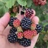3 Sweetie Pie Blackberry Bare Root Plant - Rubus Fruit Perennial Outdoor - Image 1