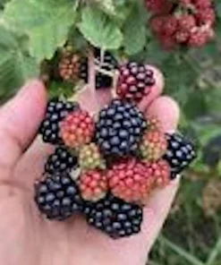 3 Sweetie Pie Blackberry Bare Root Plant - Rubus Fruit Perennial Outdoor - Image 1