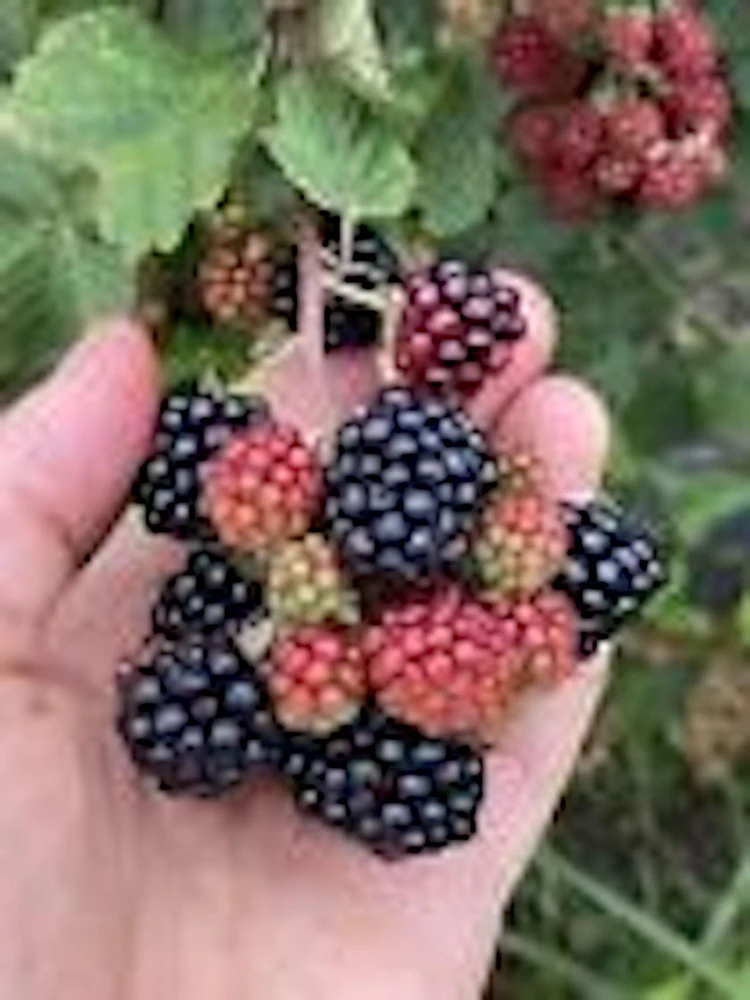 3 Sweetie Pie Blackberry Bare Root Plant - Rubus Fruit Perennial Outdoor - Image 1