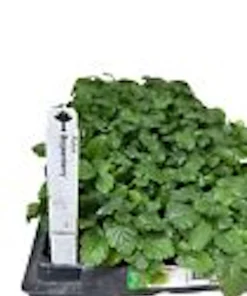 3 Thornless Boysenberry Live Plant Starter Perennial Fruit Bush - Image 3