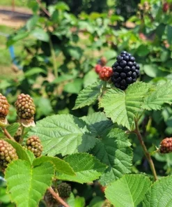 3 Thornless Galaxy Blackberry Live Plant Starter Plugs - Rubus 'Galaxy' - Image 6