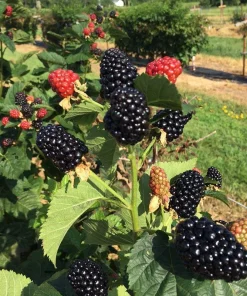 3 Thornless Galaxy Blackberry Live Plant Starter Plugs - Rubus 'Galaxy' - Image 8