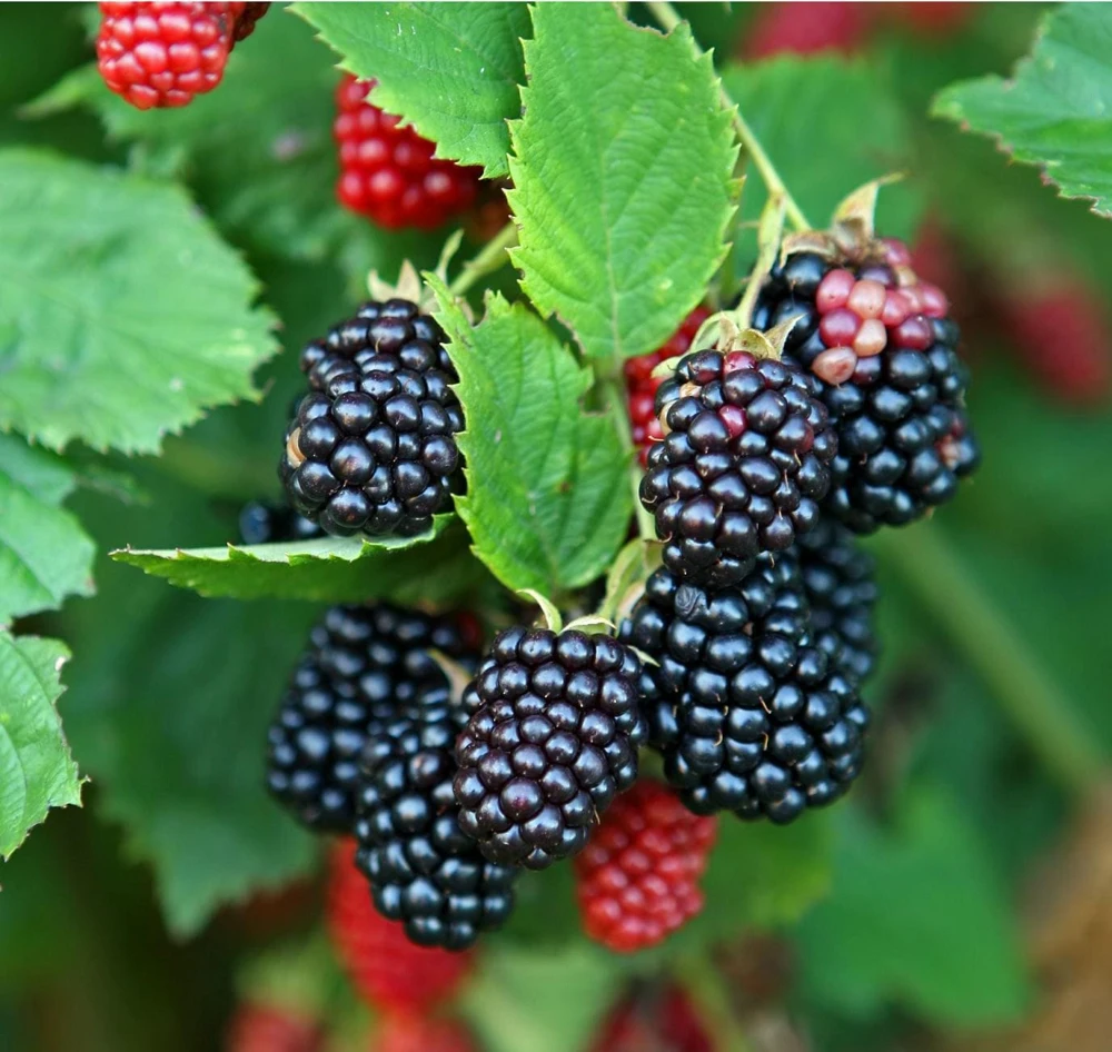 3 Thornless Galaxy Blackberry Live Plant Starter Plugs - Rubus 'Galaxy' - Image 1
