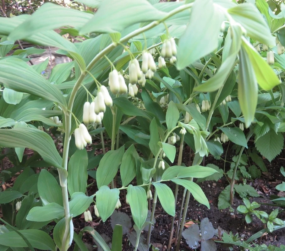 3 True Solomon Seal Bare Root Plants - Polygonatum Biflorum Perennial Wildflower - Image 1