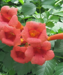 3 Trumpet Creeper Vine (Campsis radicans) Live Plants - Quart Pot - Image 2