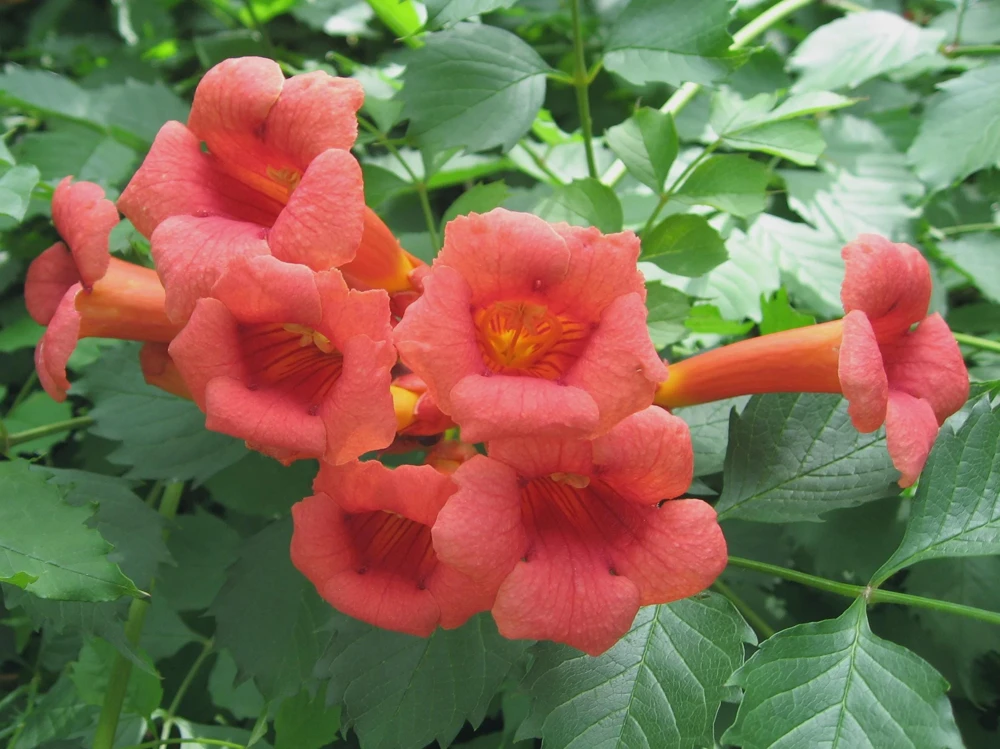 3 Trumpet Creeper Vine (Campsis radicans) Live Plants - Quart Pot - Image 2