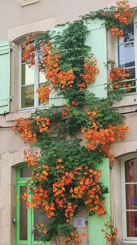 3 Trumpet Creeper Vine (Campsis radicans) Live Plants - Quart Pot - Image 4